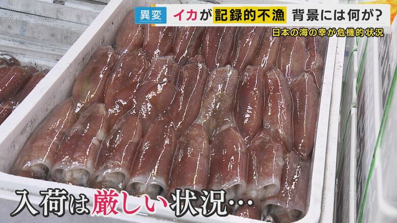 イカの入荷は厳しい