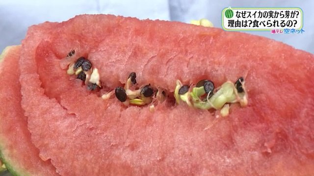 サカタのタネ「果実の中で発芽条件に近い温度になったのでは」