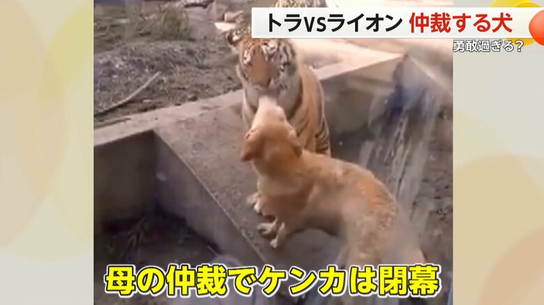 （スペクター・コミュニケーションズ）