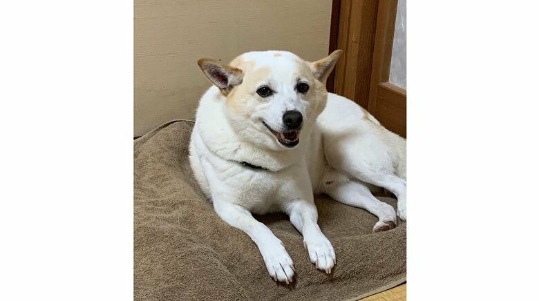 家の中でにっこりレオくん