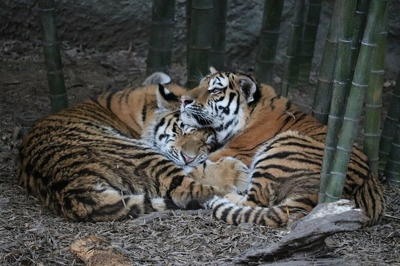 （提供：浜松市動物園）