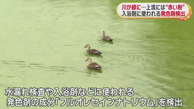緑に染まった川に平然と浮かぶ水鳥