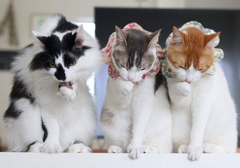 3匹でシンクロ　そらくんだけ前足が逆…（左からそらくん、アメリちゃん、カヌレくん）