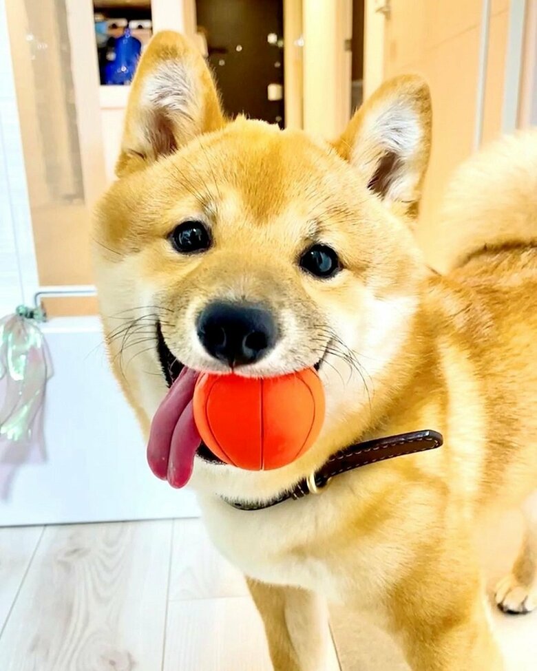 くわえたボールの横から舌がべろり