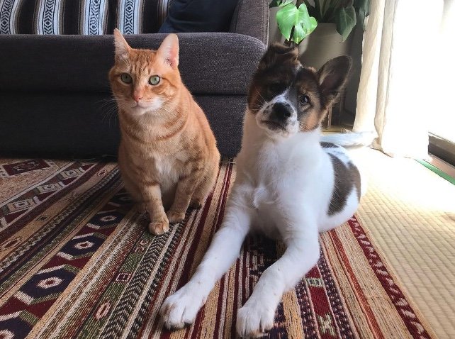 左：ターコロくん　右：アグちゃん（提供：naomiさん）