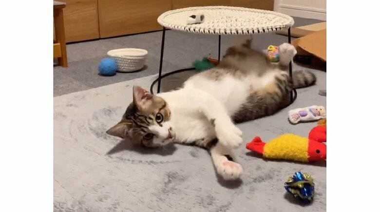 好奇心旺盛で遊ぶの大好き