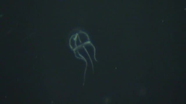 「ジャンガラコノハクラゲ」体長4ミリ～8ミリほど