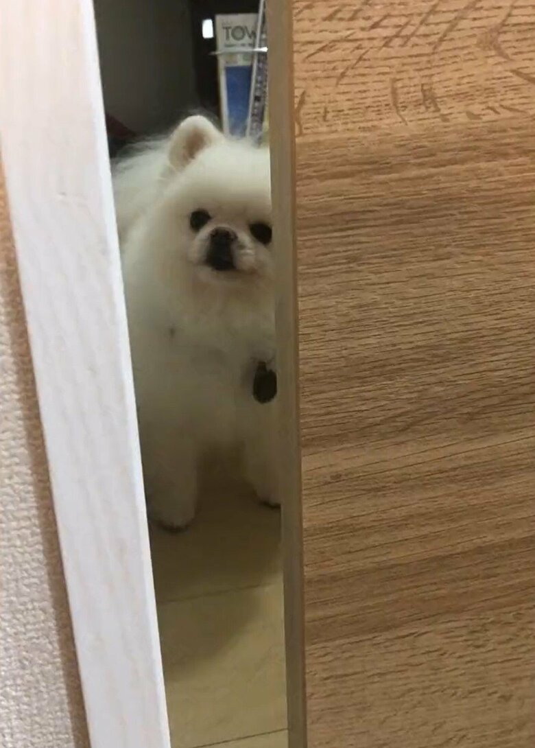 部屋の奥からこちらを見つめる、しんくん