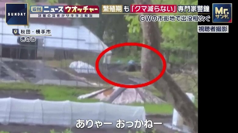 住民が撮影したクマ