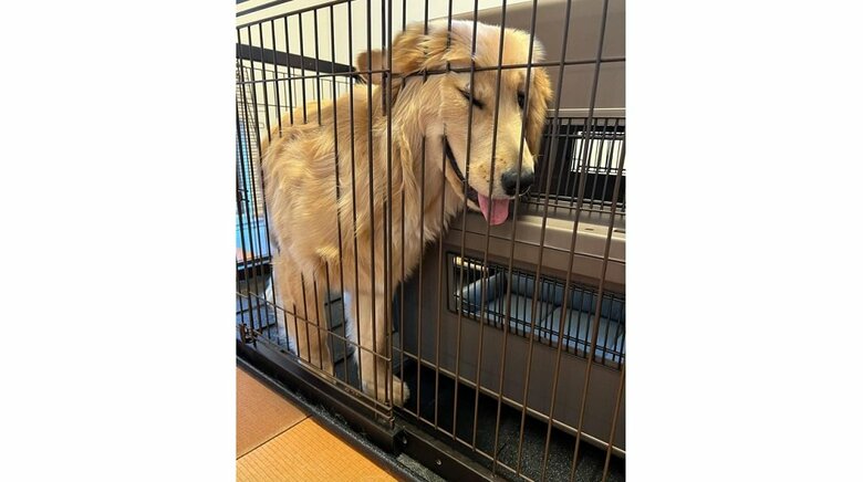 過去にはケージから脱走したくて、隙間にはまってしまったことも…