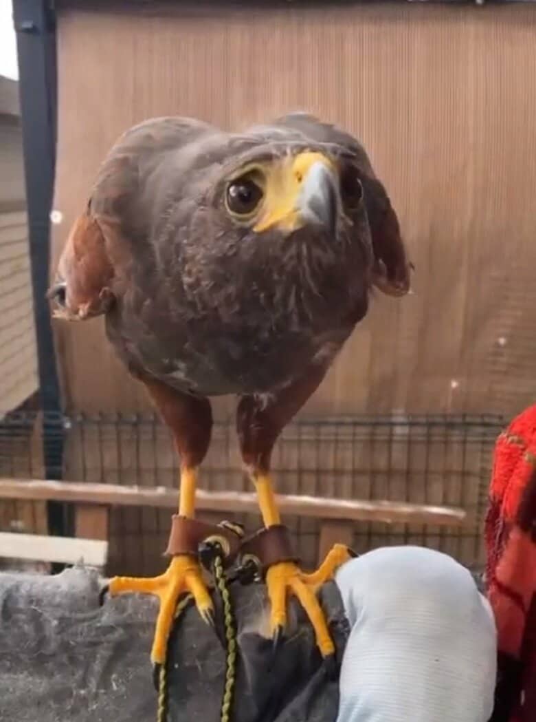 甘えん坊なキールくん