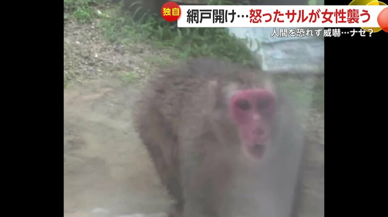 怒ったサルが突進してくる様子