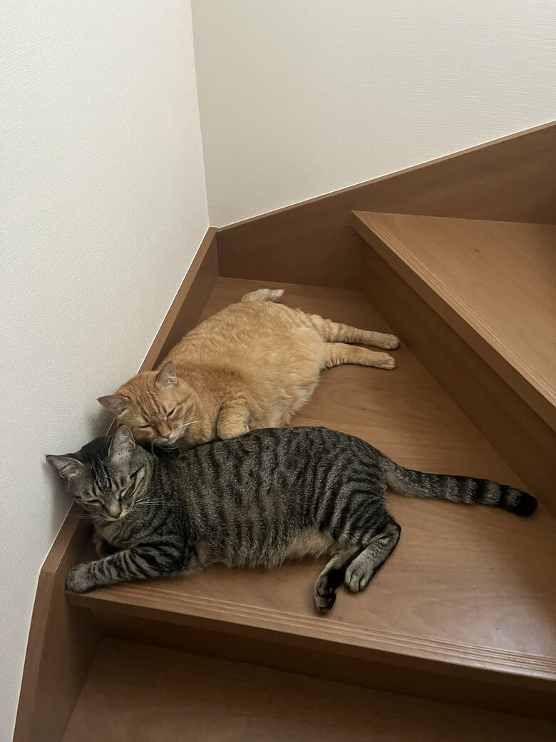 提供：すずつむふうさん