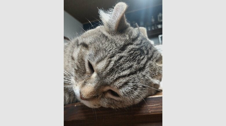 普段のもろこしくん。食べることにしか興味がないという