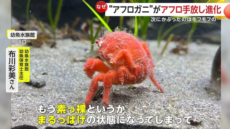 3カ月間かぶり続けていたアフロを、とうとう手放してしまったカニ