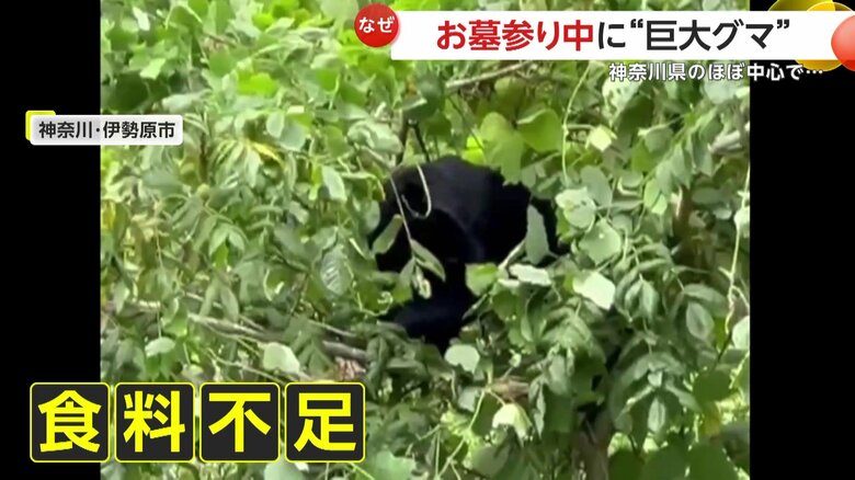 食べ物が見つからず降りてきたとみられる熊（視聴者撮影）