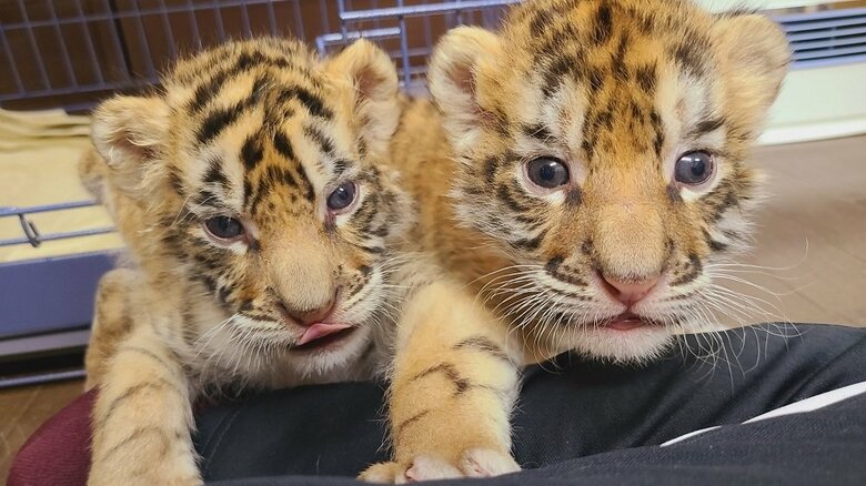 ふわふわの毛が柔らかそう