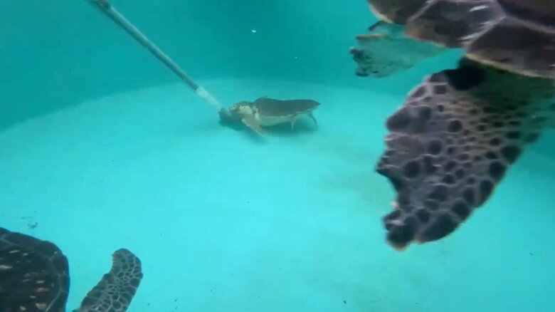 別の日のだんごちゃん。ここでもブラシに反応