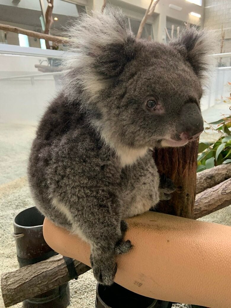 何かご用？といったみどりちゃん（提供：イングランドの丘）