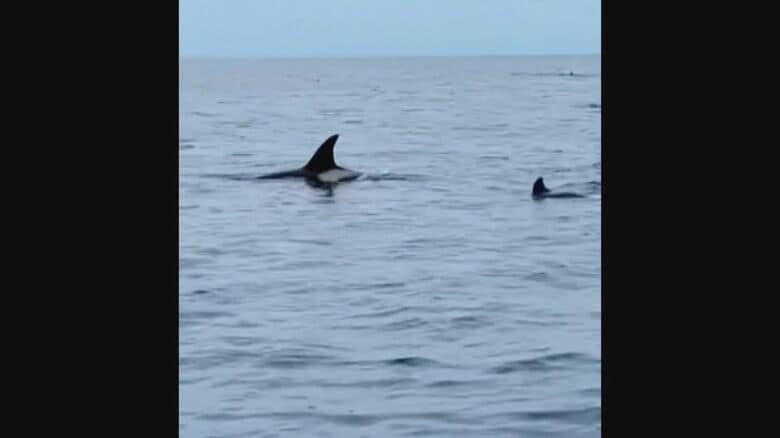漁師が撮影したシャチ