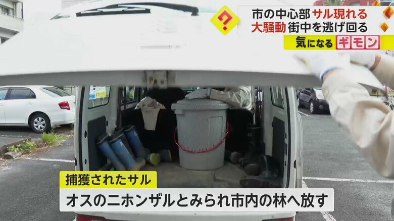 捕獲されたサルは、捕獲後に市内の林に放された