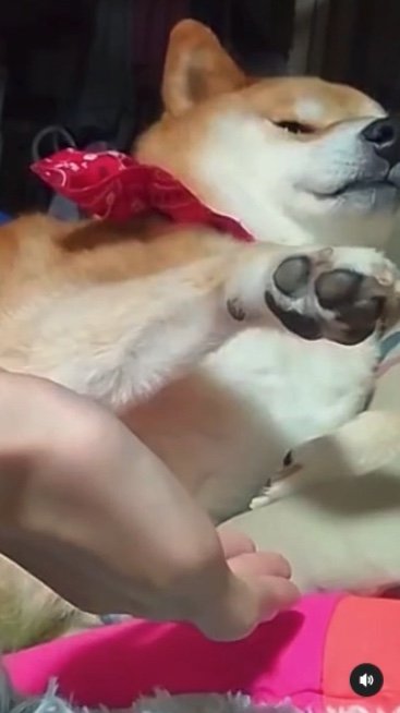 提供：柴犬スティーブch【コーギーと猫を添えて】さん