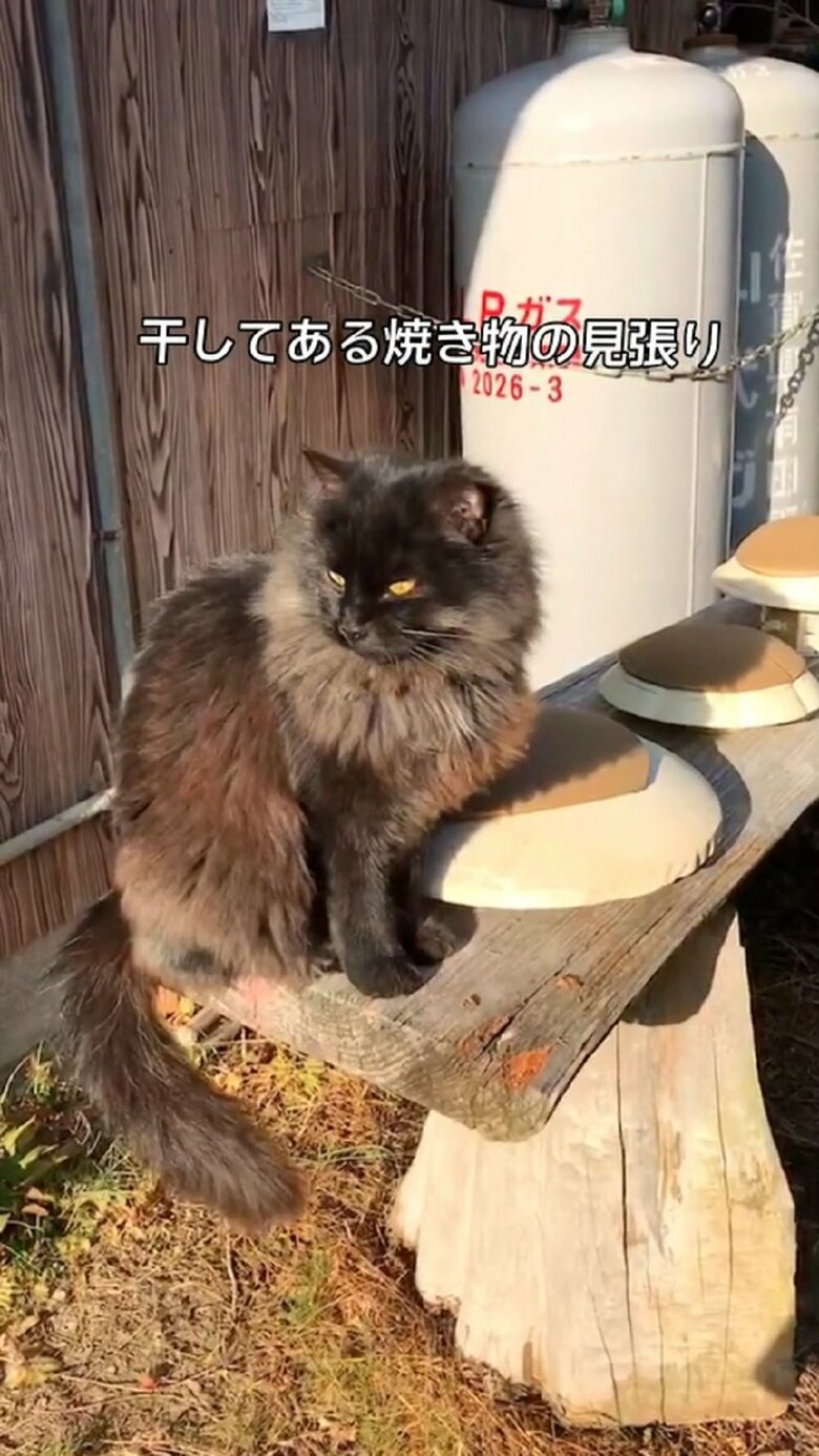 干してある焼き物の見張りもする