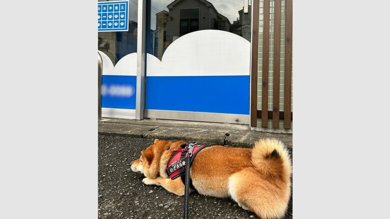 病院が定休日でも訪れることもある。心なしか寂しそう