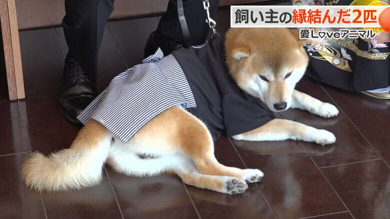 寂しそうな？新婦側の柴犬「こてつ」