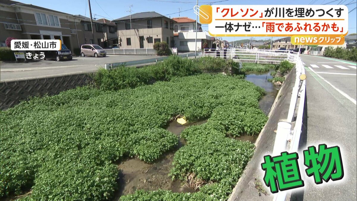 愛媛県中に広がっている」川埋め尽くす大量の“クレソン” 生活用水が