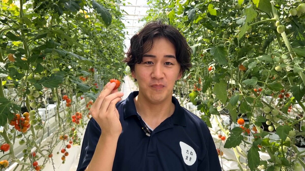 肥料”は「二酸化炭素」地球に優しいミニトマト栽培！季節に左右されず