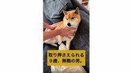 お風呂に絶対入りたくない柴犬…必死の抵抗の末“強制連行”されちゃう姿がかわいい！いつもの攻防なのか聞いた