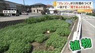 「愛媛県中に広がっている」川埋め尽くす大量の“クレソン”　生活用水が栄養になり大繁殖　生態系への影響懸念