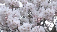 富山県内の桜の名所開花情報　高岡古城公園の桜は3分咲き、1日から「桜まつり」スタート