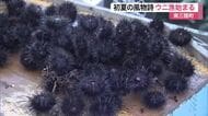 初夏の風物詩　南三陸町で待望のウニ漁がスタート　初日の取引価格は１キロ５８０円で去年より高値〈宮城〉