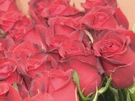 クリスマスの贈り物に…赤いバラの出荷が最盛期 JAに五分咲き程のバラが集められ品質を確認 愛知県豊川市