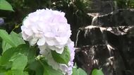 津山市の納涼スポットで長さ３０メートルの滝とアジサイが競演　滝のまわりでアジサイが色づく【岡山】　