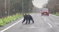 【ヒグマ速報】「わ！怖い怖い、やばいって」車の匂いを嗅ぎウロウロ…体長約2メートルのクマが撮影者のわずか20メートル先を_目撃情報が各地で相次ぐ〈北海道〉