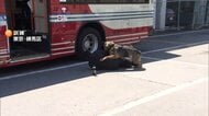 バスジャック想定したテロ対策訓練実施　警視庁の訓練犬など参加　東京・練馬区