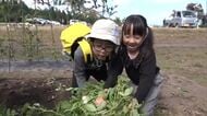 「こんなにでかい一株」　呉羽丘陵の農園で収穫祭、家族連れで賑わう　どっさりと大粒の実がついた落花生