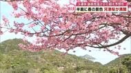 四浦半島で河津桜満開　海との美しいコントラスト　3連休は4月並みの暖かさに　花粉も急増する恐れ　大分