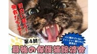 「子猫だけが救われる構造を変えたい」“シャーシャー猫”を集めた譲渡会を開く理由を主催の「ねこかつ」に聞いた