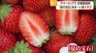夏イチゴ「サマーティアラ」収穫最盛期・あま～い夏イチゴ　山形・鮭川村