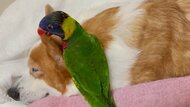耳を“かじかじ”して遊ぶ大胆不敵なインコと動じないおじいちゃん犬…2匹の友情について聞いた