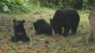 【独自】中学校付近にクマ4頭出没、クリを食べる親子グマ　カメラに気付くも逃げる素振りなし　岩手県八幡平市