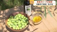 国産オリーブオイルが鹿児島で生まれる理由　手摘み・24時間以内搾油・収穫は日本一早い9月
