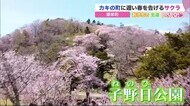 遅い春を知らせる1200本の桜…“かき” の町「癒し」の桜【おう…