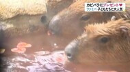 バレンタインを前に…カピバラ親子に“ハート型”のリンゴをプレゼント 露天風呂に浸かりながら即座に完食