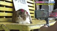 ねこ駅長系YouTuber 会津鉄道ネコの手を借りて新型コロナで激減した売上確保へ【福島発】