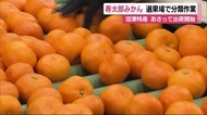 沼津のブランド 寿太郎ミカン選果作業 1日から出荷へ